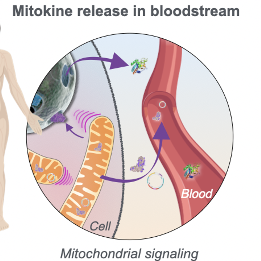 Computational Mitochondrial PsychoBiology